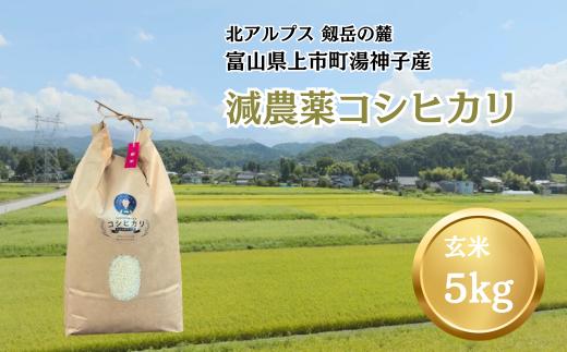 【令和7年産】減農薬 上市町湯神子産コシヒカリ（玄米）5kg　 [ソムリエH 富山県 上市町 32280233-r6-02] 　お米 コメ ご飯 ごはん 玄米ご飯 玄米ごはん こしひかり