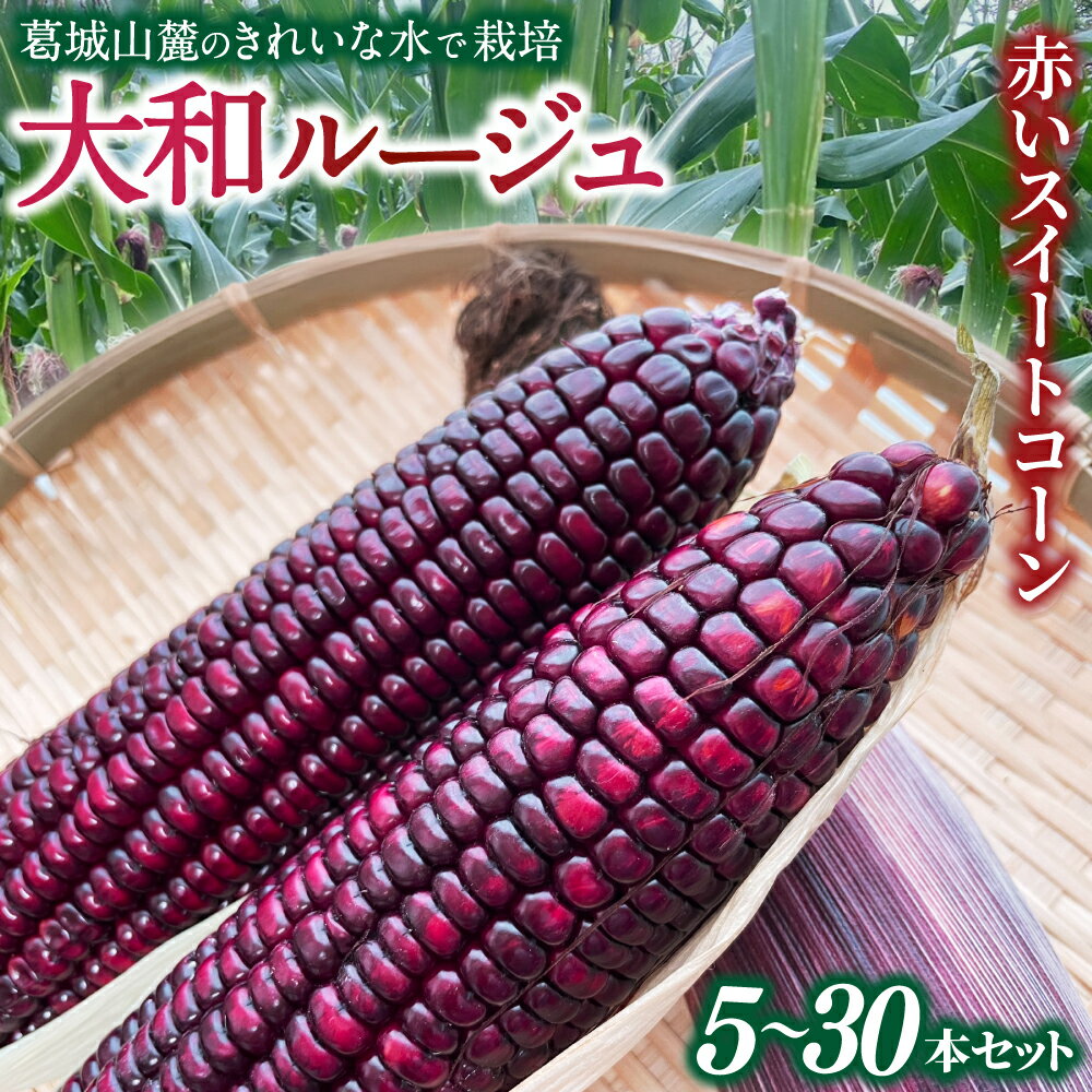 【ふるさと納税】先行予約 奈良県産 大和ルージュ 5本 10本 15本 20本 30本 令和8年産 【2026年7月中旬～10月中旬順次発送】／ スマイル葛城農業 大和ルージュ 奈良 葛城市 とうもろこし トウモロコシ コーン スイート 美味い あかい 甘い 野菜 産直 新鮮 旬 茹で 葛城市