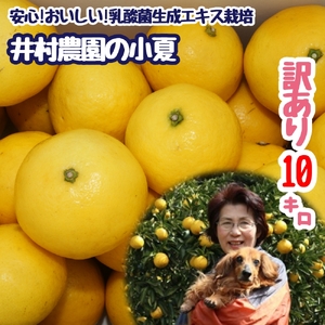 R8.4月中旬以降発送 家庭用だけど家庭用じゃない!? 訳あり 小夏 10kg 日向夏 みかん ミカン 柑橘 フルーツ 果物 果実 こなつ コナツ ニューサマーオレンジ おいしい 美味しい ワケアリ 自宅用 ご家庭用 高知 井村農園【R01493】