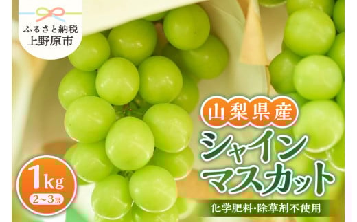 山梨県産シャインマスカット 1kg（2～３房）【化学肥料、除草剤不使用】　数量限定 ぶどう ブドウ 葡萄 フルーツ 果物 くだもの マスカット 化学肥料不使用 除草剤不使用 大粒 大人気 芳醇 農園直送 ギフト プレゼント お取り寄せ 贈り物 贈答 送料無料 上野原市