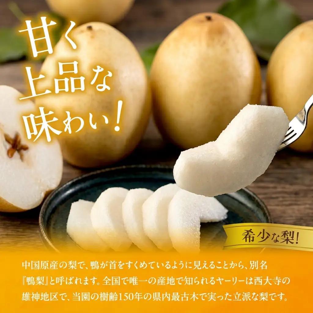 梨 フルーツ 鴨梨 ヤーリー 岡山県産 梨【3～6玉 約2kg】【先行予約】