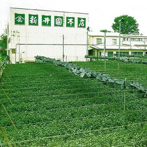 さやま茶 ペットボトル 500ml×24本 新井園本店 | 埼玉県 所沢市 茶 お茶 日本茶 緑茶 狭山茶 濃厚 コク 香り 風味 まろやか 美味しい おすすめ ギフト お土産 プレゼント 贈答