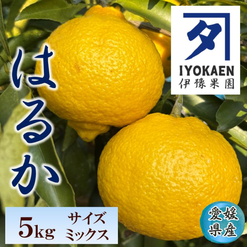 【ふるさと納税】はるか サイズミックス 約5kg ご家庭用 みかん 愛媛 人気 柑橘 伊豫果園 伊予市 | B386