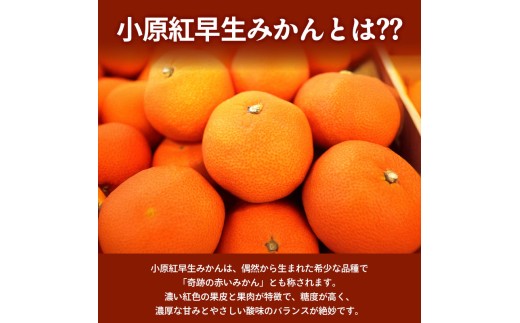 11月下旬～ 先行予約 小原紅早生みかん 約3kg  果物 フルーツ みかん 蜜柑 紅みかん 柑橘 温州みかん デザート スイーツ ケーキ ジュース ゼリー アイス シャーベット ジェラート フルーツ