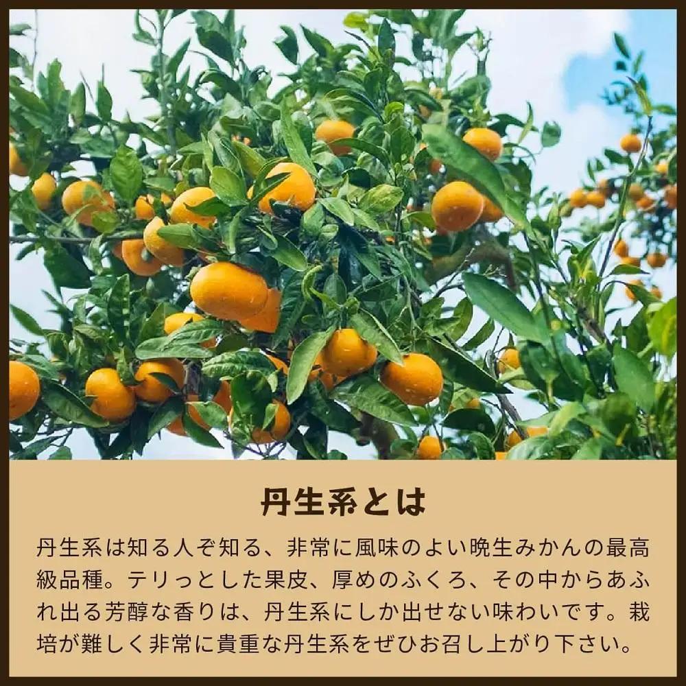 蔵出しみかん丹生系　5kg家庭用｜和歌山県海南市下津町の特産品蔵出しみかんの最高級品種を産地直送でお届け【2027年2月発送開始】