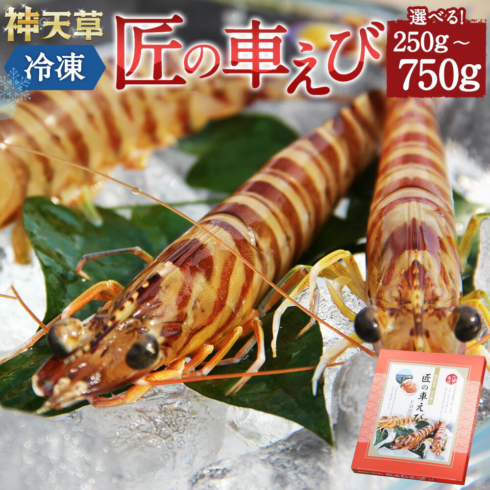 【ふるさと納税】【選べる内容量】 匠の車えび 活き締め急速冷凍 250g～750g 約7尾〜39尾 化粧箱入り 海の幸 高級食材 車海老 ふるさと納税天草市 ふるさと納税海鮮 冷凍エビ 車海老 くるまえび 車えび 冷凍えび 刺身 海鮮セット 冷凍海鮮 国産 熊本県 上天草市 送料無料