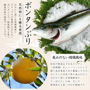 ＜2024年12月27日発送予定＞ボンタンぶりまるごと一本(内臓処理済) ぶり 柵 刺身 ブリ 切り身 鰤 1本 鮮魚 下処理済み 鮮魚 1匹 刺身 ぶりしゃぶ ぶりかま 【鶴長水産】turu-607