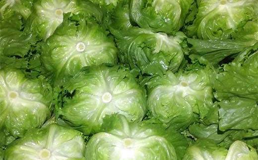 産直ぐんまの朝どれ 新鮮レタス 300g以上×2個 F21E-491