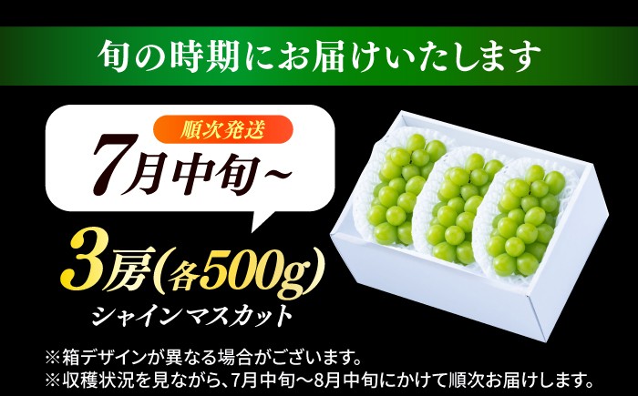  シャインマスカット しゃいんますかっと マスカット ますかっと