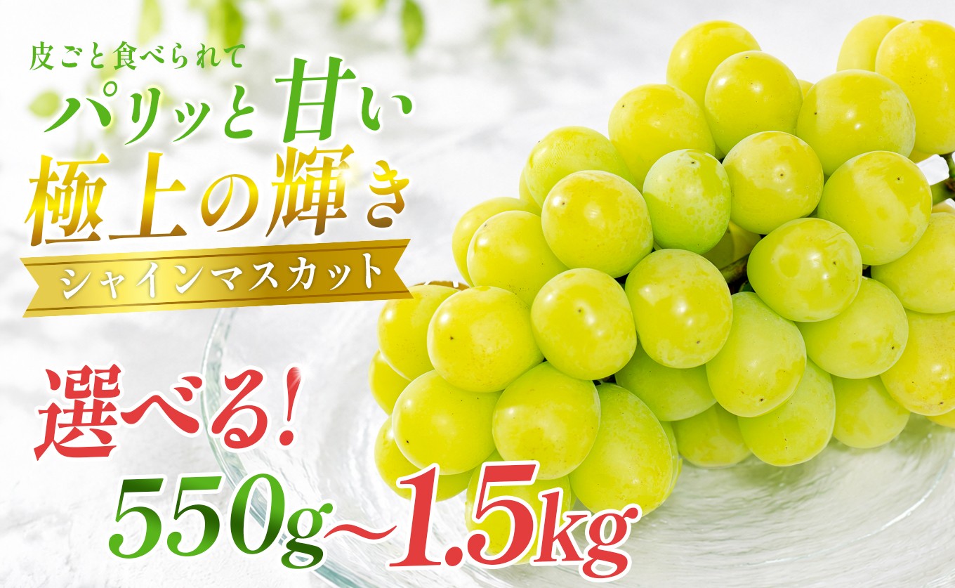 
                  シャインマスカット 選べる 1房550g以上 / 1.5kg 朝採れ 農園直送 種なし 皮ごと食べられる ぶどう ブドウ 葡萄 フルーツ 果物 冷蔵 ギフト 贈答 贈り物 甘い おすすめ 人気 新鮮 高知県産 観光農園わっはっは！ 大月町
                