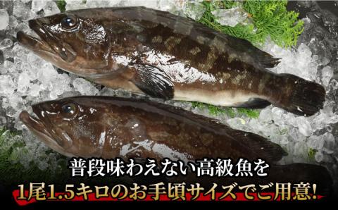 【幻の超高級魚をご家庭で】 養殖 クエ まるごと 1.5kg×2尾 鮮魚 魚介類 【豊建設株式会社】 [RAE003]