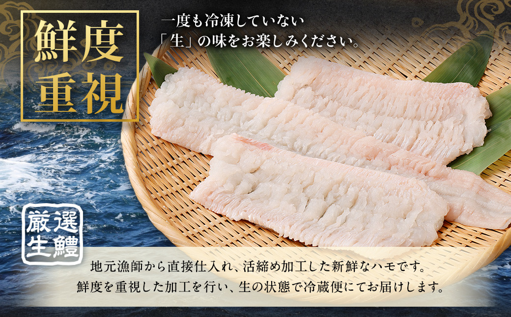 のぞみ 活〆 骨切り 生鱧 700g 【2024年5月上旬より順次発送】はも ハモ 鱧 活締め 生はも はも鍋 天ぷら
