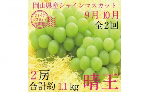 [HS]【定期便 全2回】ぶどう 2025年 先行予約 9月・10月発送 シャイン マスカット 晴王 2房（合計約1.1kg）【ブドウ 葡萄  岡山県産 国産 フルーツ 果物 ギフト】