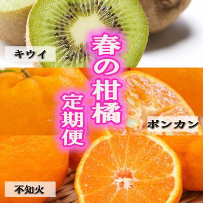ふるさと納税 美浜町 【発送月固定定期便】和歌山の春のフルーツ(キウイ・ポンカン・不知火)全3回