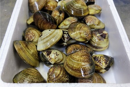 畜養活はまぐり 1kg