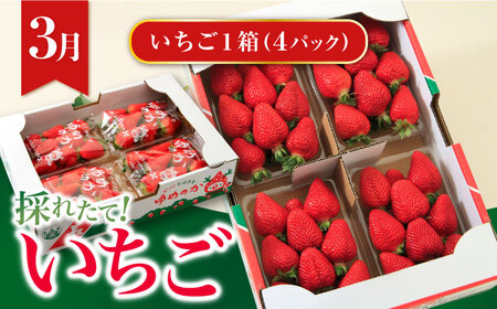 【4回定期便】いちごとスイーツコース（ジェラート・プリン・ジュレ・いちご） / スイーツ すいーつ スイーツ定期便 プリン ジュレ じゅれ ぷりん ジュース アイス あいす アイスクリーム あいすくり