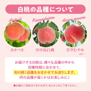 【2026年産】 採れたて白桃(品種お任せ) 約5kg (12～18玉) 山形県 東根市　hi026-056（もも 桃 白桃 フルーツ 果物 くだもの 産地直送 期間限定 特産品 お取り寄せ グルメ 