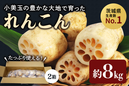 【数量限定・先行予約】 小美玉市小美玉市産れんこん（2箱）約8kg れんこん レンコン 蓮根 茨城 国産 お正月 おせち 野菜 17-AD ＜11月中旬～12月上旬発送予定＞