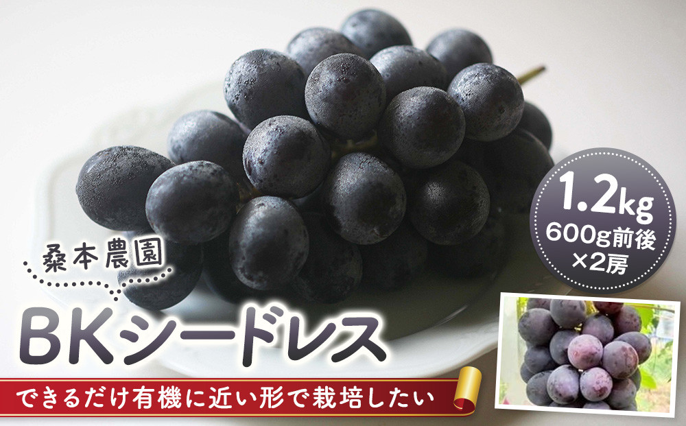「できるだけ有機に近い形で栽培したい」 桑本農園のBKシードレス　1.2kg（600g前後×2房） 322032_EL002