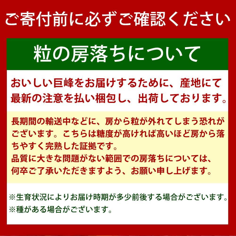 【ご家庭用】紀州有田産の巨峰ぶどう約2kg【先行予約】【2025年8月下旬以降発送予定】	AN031_イメージ5