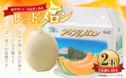 レッドメロン 2玉 （1玉 約1.6kg） 【2026年7月上旬～7月下旬迄順次発送予定】 果物 フルーツ メロン めろん 赤肉 赤肉メロン 贈答 北海道 浦臼町