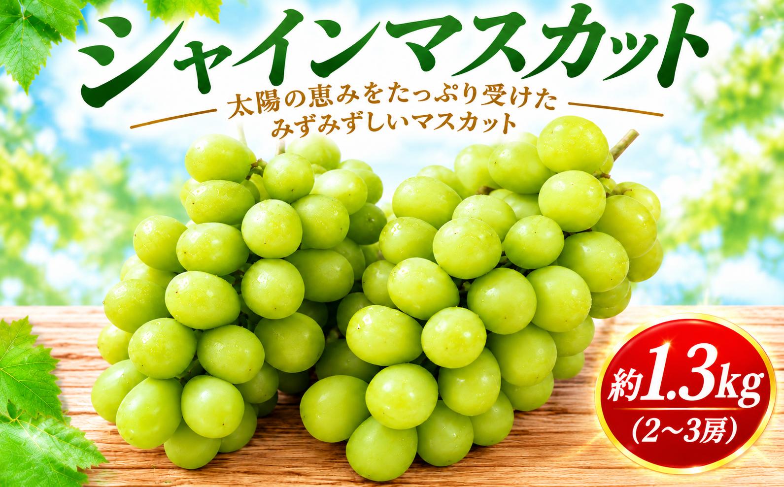 
                  【現在発送中！ 】シャインマスカット 約 1.3kg 2～3房 ｜ 数量 限定 シャインマスカット 種無し 果物 フルーツ ぶどう ふるさと納税限定 千葉県 香取市 BDS001
                