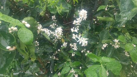 【先行予約】爽やか一番!!　【夏のヨロン翠ライム】（1kg：10～15個入り）　