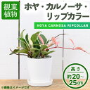 【ふるさと納税】＜観葉植物＞ホヤ・カルノーサ・リップカラー(3.5号) (陶器鉢・受け皿付) 観葉植物 植物 インテリア 開店祝い 移転祝い おしゃれ 室内 ギフト プレゼント オフィス 陶器鉢 受け皿 玄関 小型 個性【m24-06】【アイエヌエー】