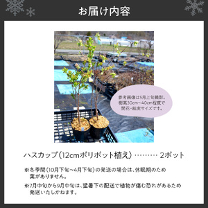 ハスカップ2ポットセット