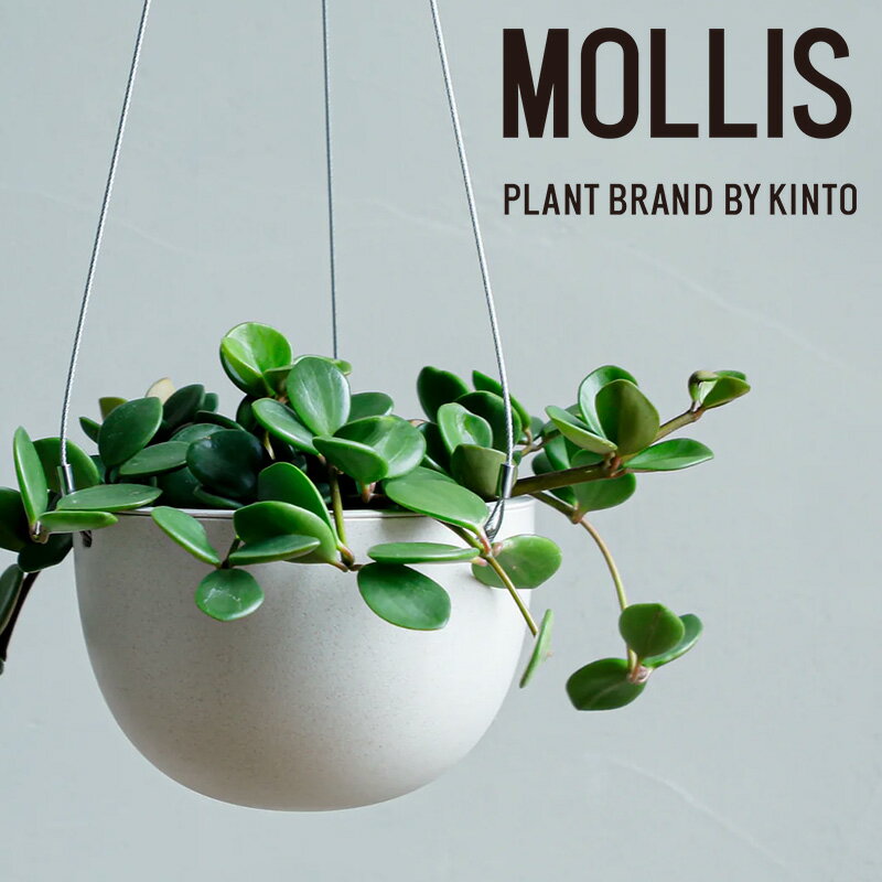 【ふるさと納税】 【 観葉植物 】MOLLIS ペペロミア ホープ 多肉植物 ハンギング グリーン インテリア KINTO