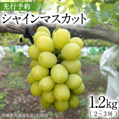 【2025年9月上旬発送開始】 シャインマスカット 1.2kg ( 2～3房 ) ( 茨城県共通返礼品 石岡市 ) 数量限定 フルーツ 果物 マスカット 旬 国産 産地直送 [FB006sa]