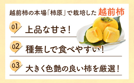 【先行予約】【種なし】 甘い！越前柿１２個入り 脱渋済み 本場柿原郷で収穫 / かき フルーツ 福井県 あわら市 甘い 大きい柿 秋 旬 平核無柿 刀根早生柿 甘柿 シャキシャキ 種がないからまるかじ