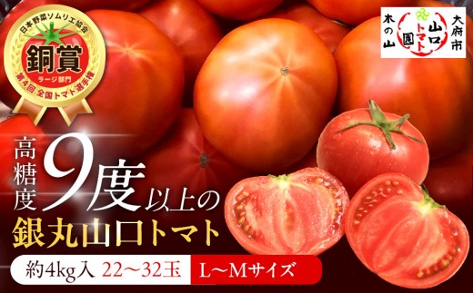
                  【先行予約 2026年2月～5月出荷予定／限定50箱】全国トマト選手権銅賞受賞トマト『銀丸山口トマト』高糖度トマト　L~Mサイズ
                