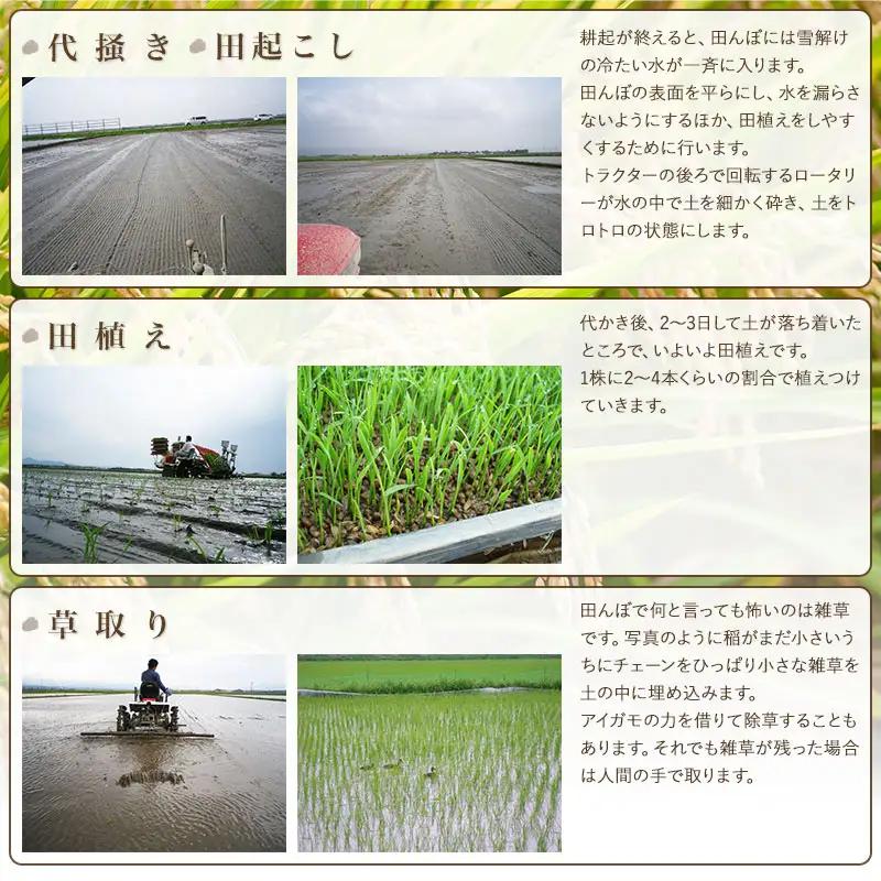 【令和8年産】 米の里の特別栽培米 雪若丸 精米 10kg（5kg×2袋）　山形県鶴岡市産 | 白米 特栽 2026年産 ブランド米 庄内　K-890