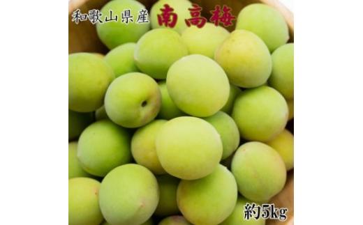 【和歌山名産】南高梅5kg（サイズ混合） ｜ 青梅 紀州 産地直送 うめ ウメ 新鮮 ※2025年6月上旬～6月下旬頃に順次発送予定