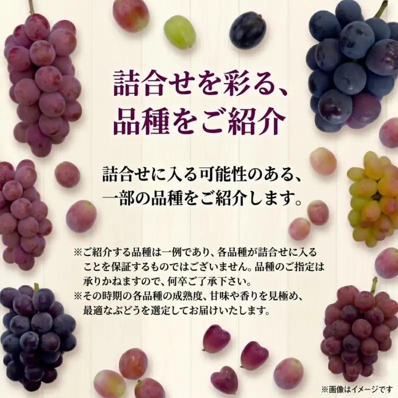 【38品種から厳選】大阪・柏原から届く「旬の宝石箱」大粒ぶどう詰め合わせ（シャインマスカット1房含む）約1.5kg（2026年先行予約 8月下旬～9月上旬発送分）