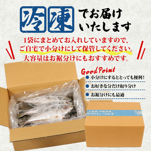 訳あり 干物 アジ 開き 1kg 無添加 冷凍 干物 干物 干物 干物 干物 干物