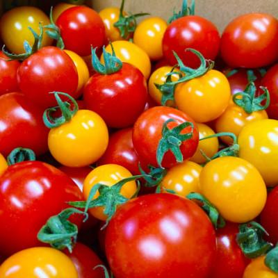 ふるさと納税 京丹後市 【先行予約】京都・まつみやファームの京都の野菜秋冬セット(5品)(2025年11月中旬〜発送予定) |  | 02