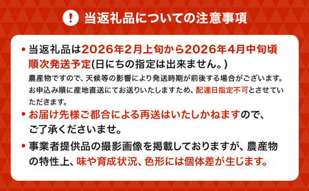 【先行予約】熊本県宇城市産 パール柑 約10kg 【2026年2月上旬から4月中旬発送予定】文旦 柑橘 フルーツ 果物 果実 みかん 蜜柑 ミカン