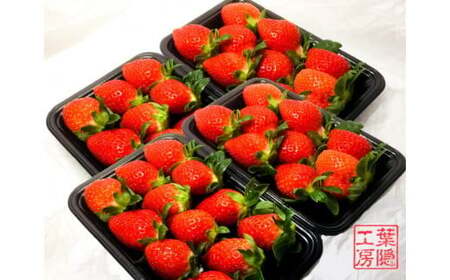 NB-5 太良町産「かおりの」ソフトパック4P 生産者直送！朝採り苺！ 太良町 かおりの 国産 佐賀県産 太良町産 いちご 苺 イチゴ 甘い 約270g × 4パック 朝採り 果肉がジューシー 糖度高