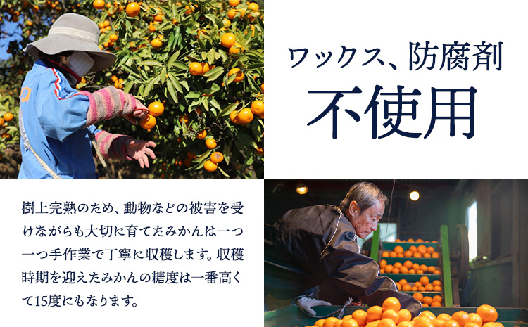 訳あり 若野みかん 約5kg サイズ無選別 圦本悟農園《12月上旬-2月中旬頃出荷》和歌山県 日高川町 旬 新鮮 果物 柑橘 フルーツ 国産 送料無料 ミカン みかん 温州みかんst-p