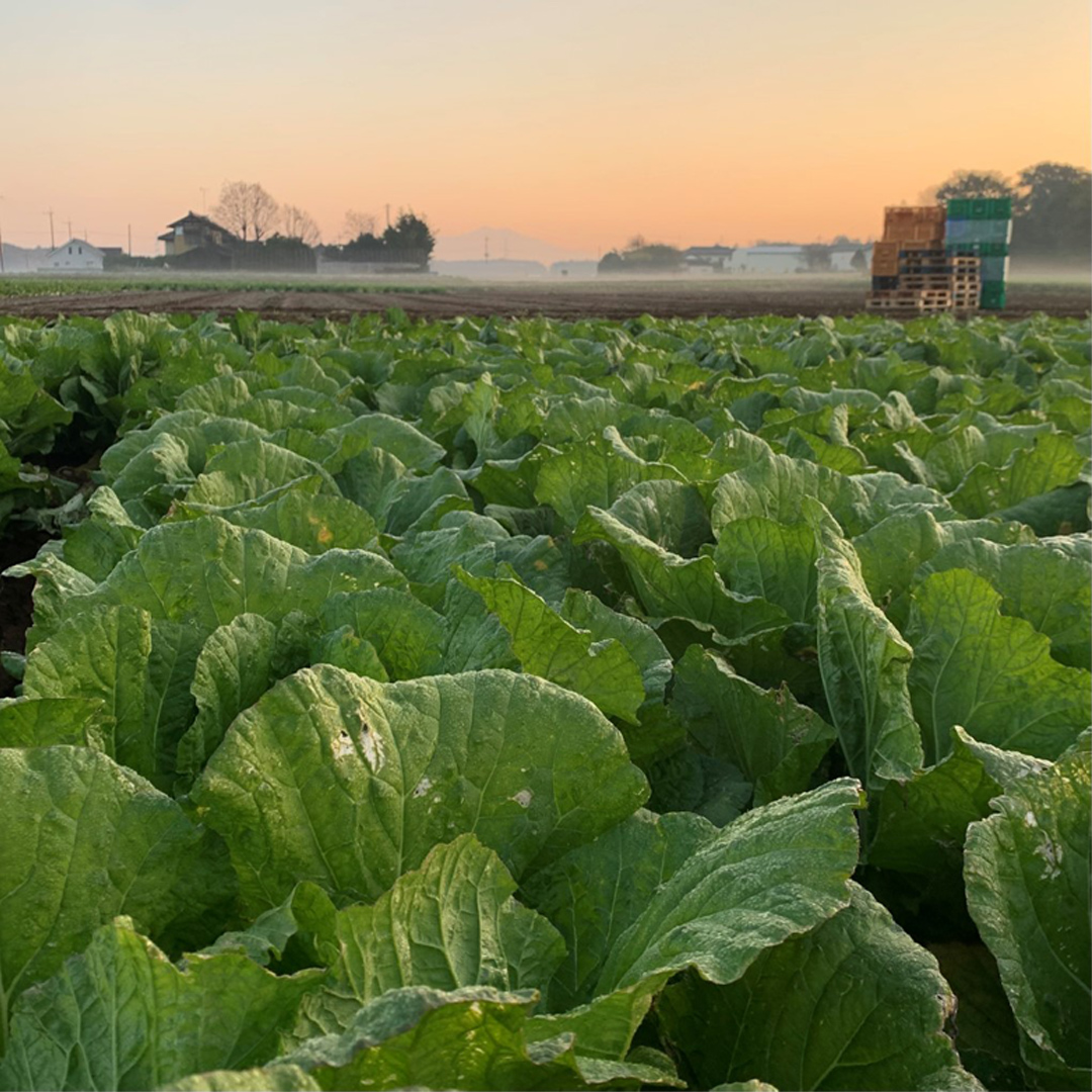 【国産素材】生産量日本一！八千代町の白菜を使った ジューシー白菜餃子 50個（冷凍）ぎょうざ 冷凍餃子 惣菜 中華 点心 お取り寄せ ギョーザ ギョウザ 小分け おつまみ [BN005ya]