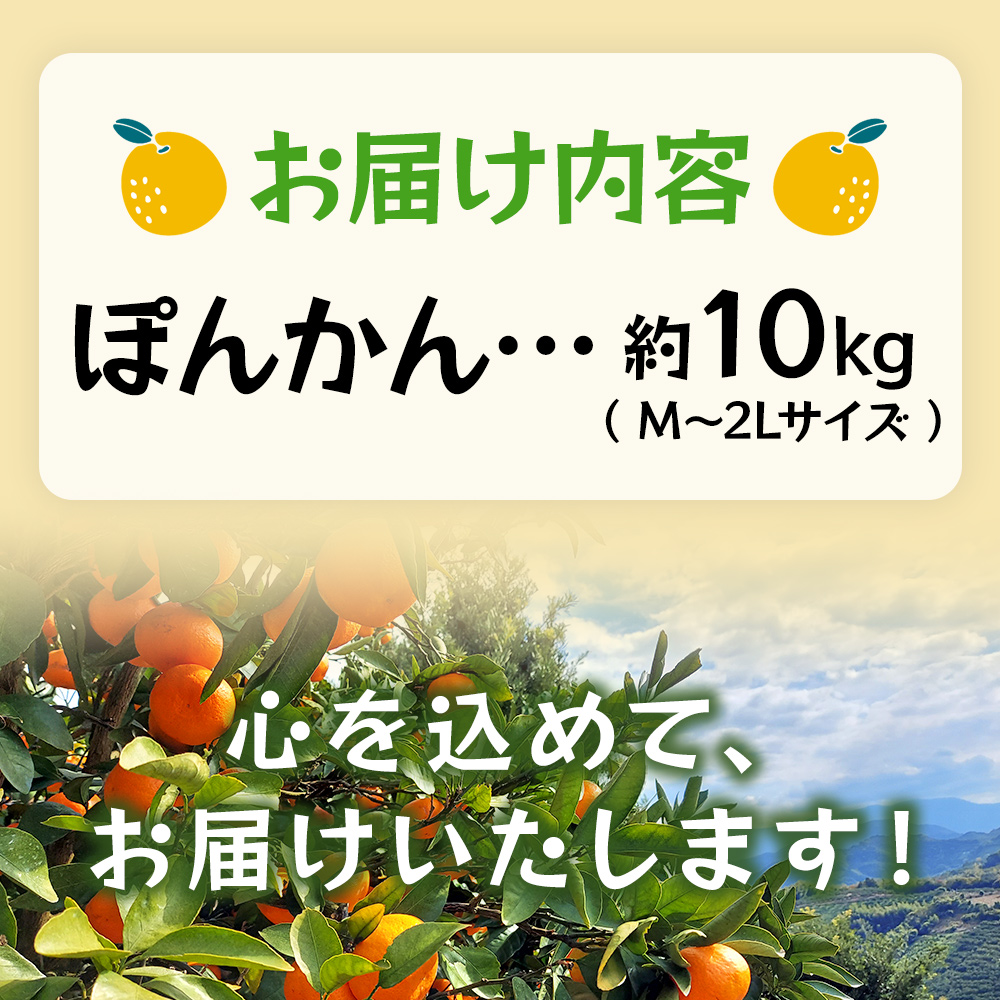 ＜ぽんかん 約10kg＞ 果物 フルーツ みかん ミカン オレンジ 柑橘 椪柑 ポンカン JA 愛媛県 西予市