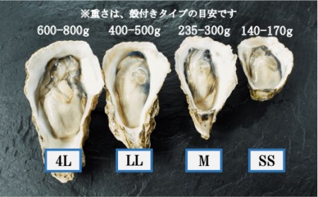 【のし付き ブランドいわがき春香】殻付き Mサイズ 4個 岩牡蠣 生食可 新鮮クリーミー 冷凍 牡蛎 牡蠣 かき カキ 岩牡蠣 いわがき CAS CAS冷凍 年末年始 鍋 お正月 お歳暮 御歳暮 ギフ