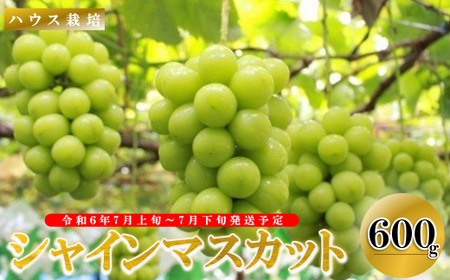 ＜2026年発送先行予約＞ぶどう「ハウスシャインマスカット」約600g ALPAA012