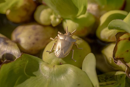 カメムシピンブローチ　ゴールドカラー　All insects　【セレブ御用達】【世界50個限定】
