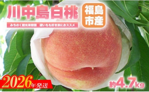 No.2349もも「川中島白桃」贈答用　約4.7kg【2026年発送　先行予約】