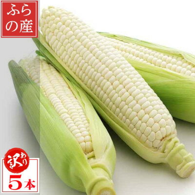 【ふるさと納税】【2025年発送】北海道富良野産 生で食べられる白いとうもろこし ピュアホワイト 訳あり 5本_ 訳あり とうもろこし トウモロコシ コーン ピュアホワイト 国産 北海道産 富良野 生 朝どれ 産地直送 冷蔵 不揃い 規格外 傷 【配送不可地域：離島】【1498216】