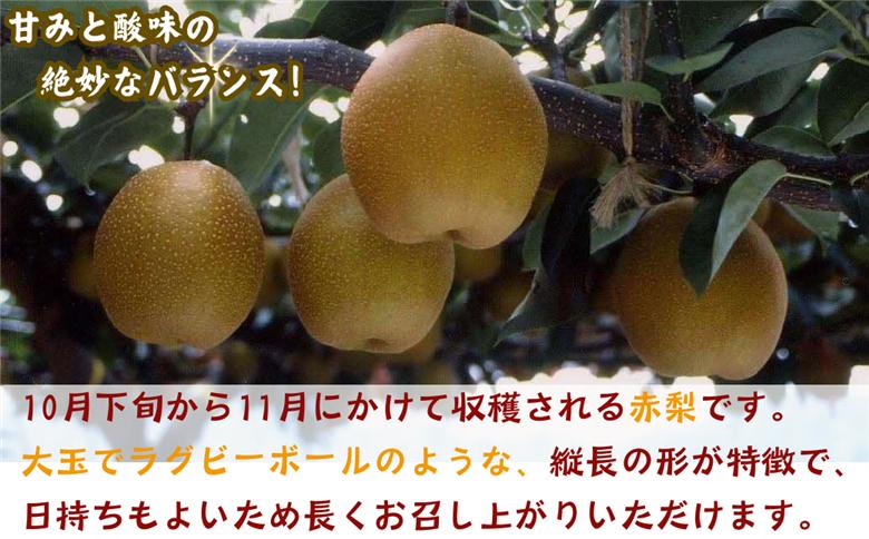 王秋梨(特秀) 5kg