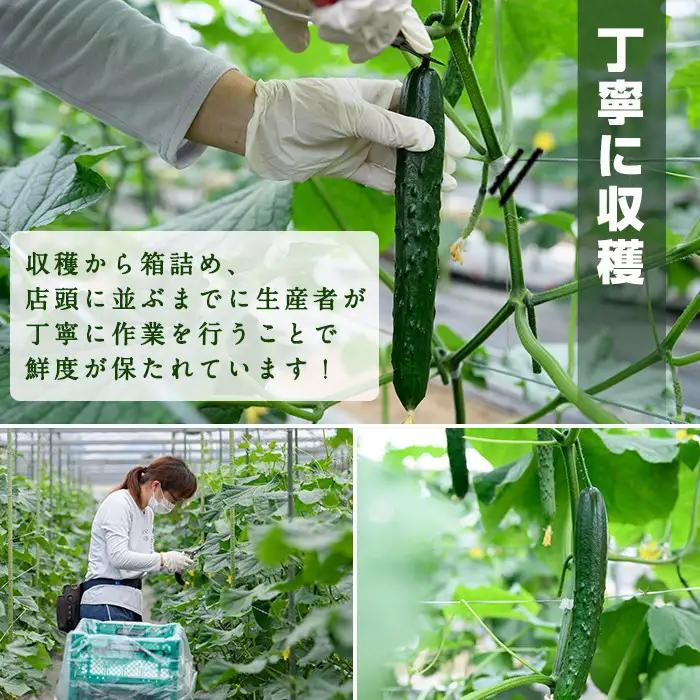 宮崎県産きゅうり(5kg)野菜 冷蔵 【NS-1】【中澤農園】